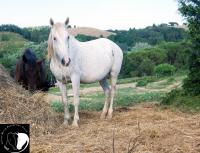 IHP, condannato in via definitiva il proprietario di Innamorada e Navidade IHP, condannato in via definitiva il proprietario di Innamorada e Navidade